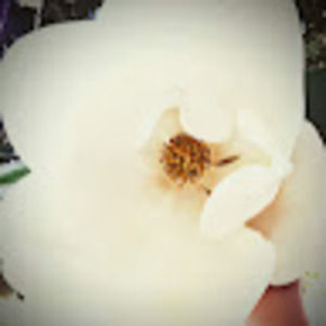 Meet your Posher, Audrey